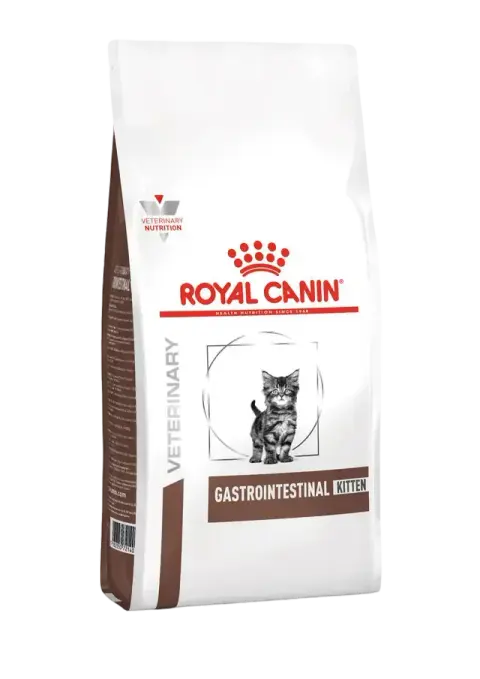 gastrointestinal kitten