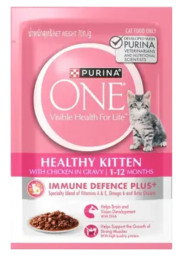 healthy kitten with chicken in gravy