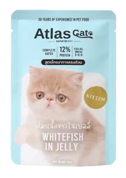 white fish in jelly for kitten
