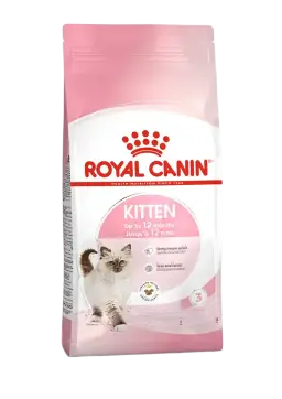 kitten