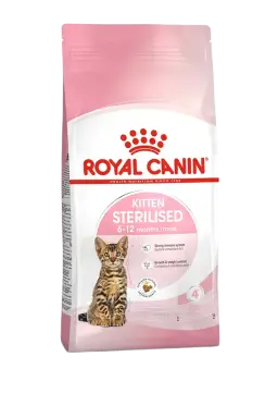 kitten sterilised