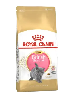british shorthair kitten