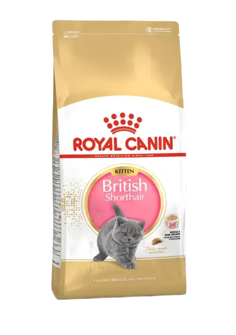 british shorthair kitten