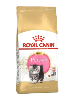 persian kitten