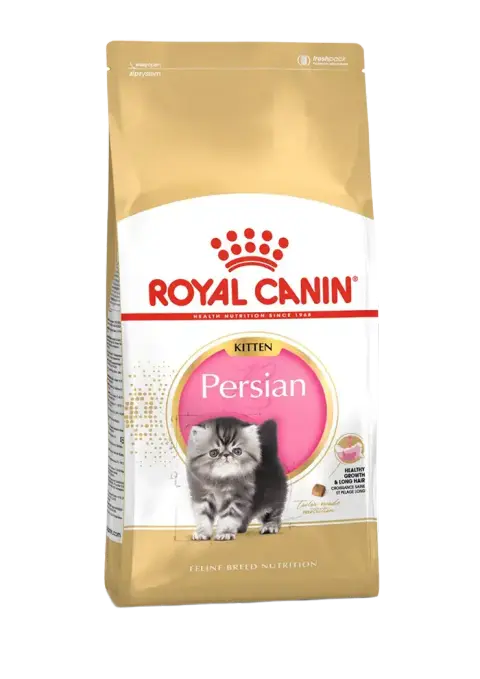 persian kitten