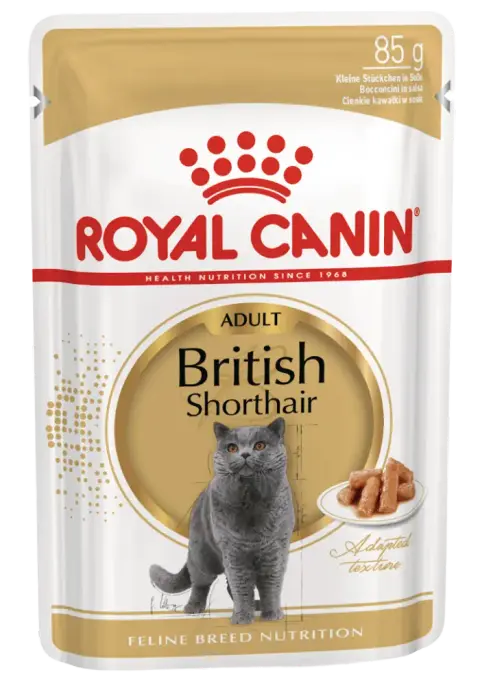 british shorthair gravy