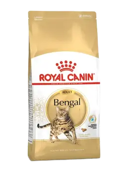 bengal adult