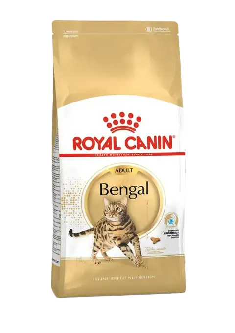 bengal adult