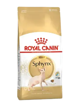 sphynx adult