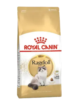 ragdoll adult