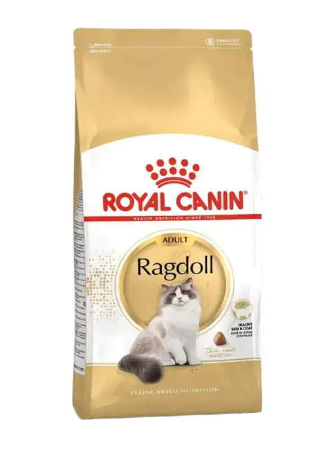 ragdoll adult
