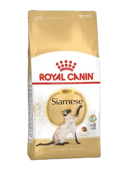 siamese adult