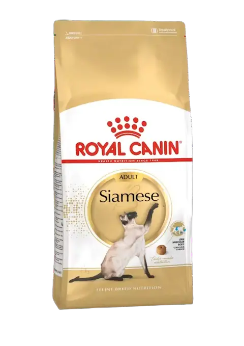 siamese adult