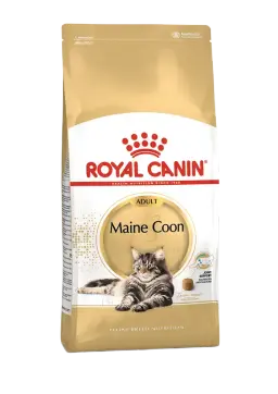 maine coon adult