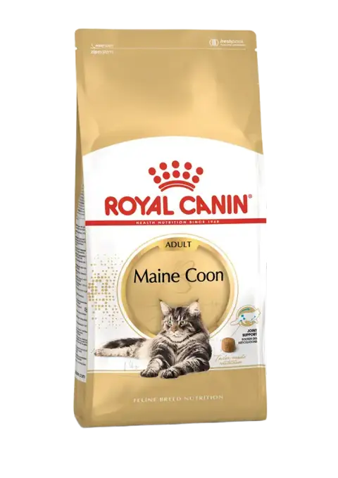 maine coon adult
