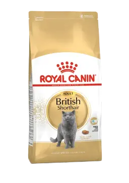 british shorthair adult