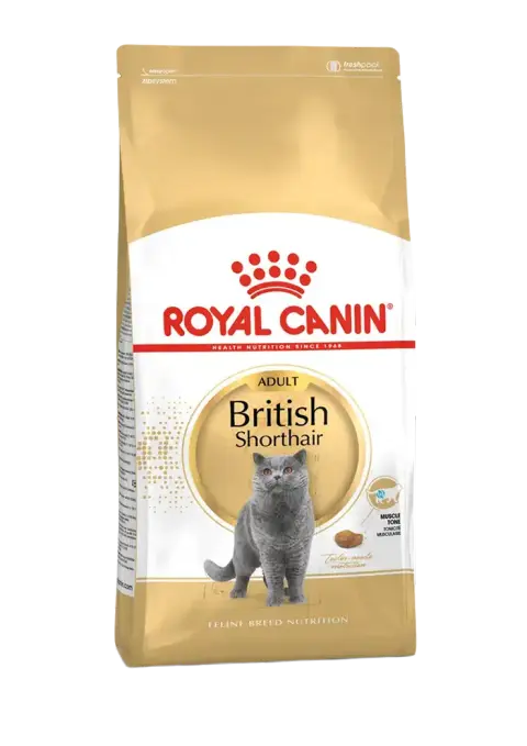 british shorthair adult
