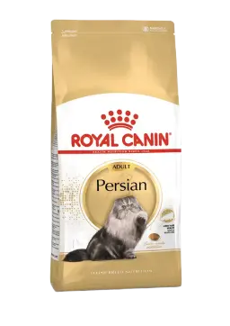 persian adult