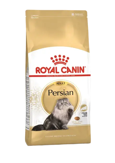 persian adult