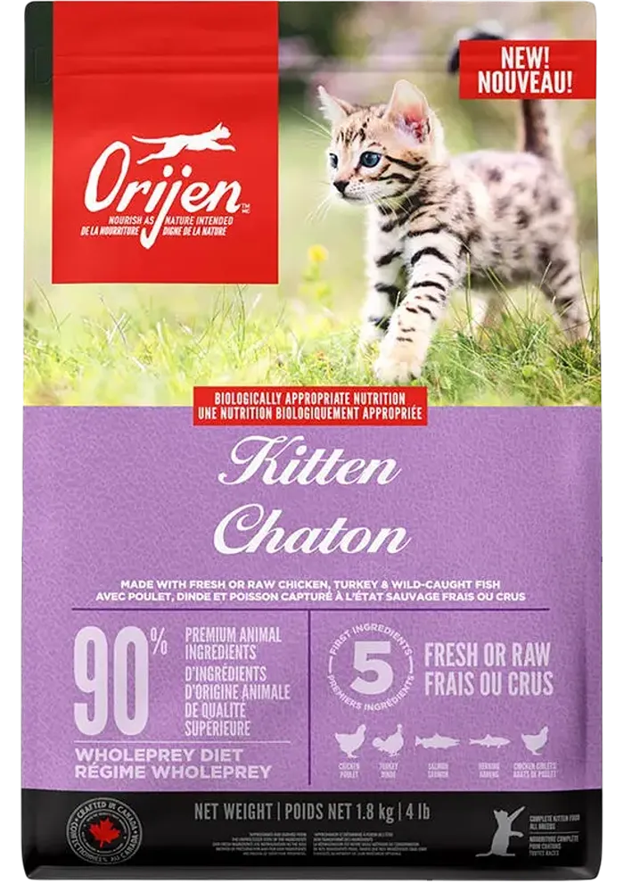 kitten
