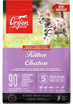 kitten