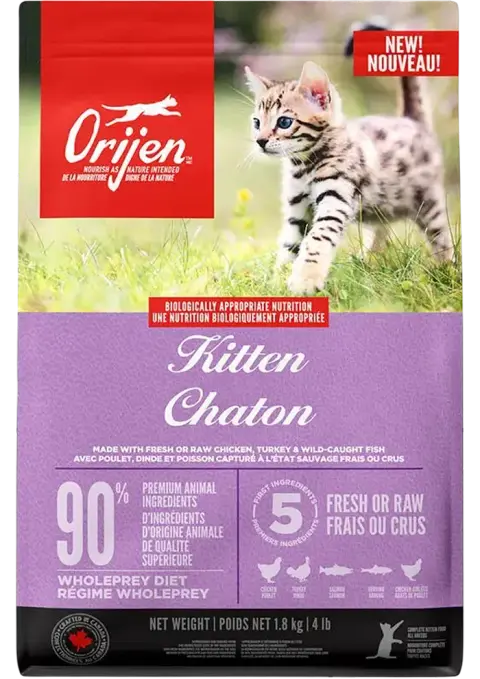 kitten