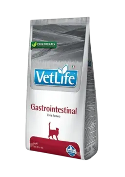 gastrointestinal feline