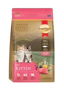 kitten