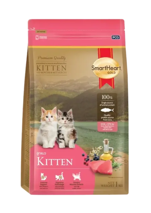 kitten