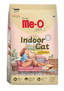 indoor cat